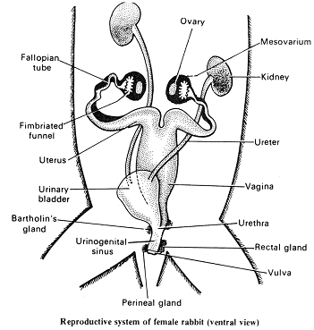 1242_female reproductivesystem1.png